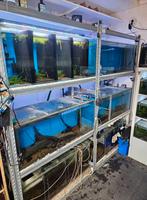 Aquarium stelling, Dieren en Toebehoren, Ophalen, Gebruikt, Leeg aquarium