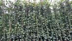 Hedera hibernica  40/60 t/m 250/300 veel ranken, Tuin en Terras, Ophalen, Overige soorten, 100 tot 250 cm