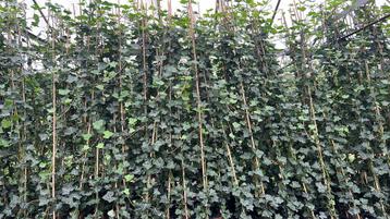 Hedera hibernica  40/60 t/m 250/300 veel ranken beschikbaar voor biedingen