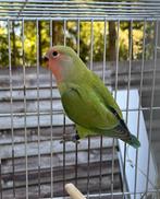1 Jong Agapornis roseicollie met dna pop  om tam te maken, Dieren en Toebehoren, Vogels | Parkieten en Papegaaien, Vrouwelijk