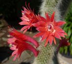 cactus Monkey tail cactus - apenstaart met bloemen, Ophalen of Verzenden, Cactus, Volle zon, Minder dan 100 cm