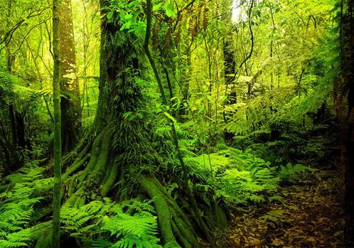 35 Natuur Bos Bomen Vlies Fotobehang 350x250cm in 3 maten, Huis en Inrichting, Woonaccessoires | Wanddecoraties, Nieuw, Ophalen of Verzenden