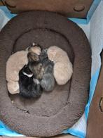 Kittens zoeken warme huis, Dieren en Toebehoren, Katten en Kittens | Raskatten | Korthaar, Meerdere dieren