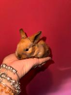 Minilop , dwerghangoor rammetje, Oktober, Mannelijk