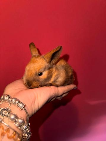 Minilop , dwerghangoor rammetje beschikbaar voor biedingen