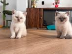 Britsekorthaar kittens, Dieren en Toebehoren, Katten en Kittens | Raskatten | Korthaar, Meerdere dieren
