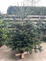 Nordman kerstboom, Tuin en Terras, Planten | Bomen, Ophalen of Verzenden, Volle zon, Overige soorten, Minder dan 100 cm