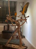 koppel blauwgele ara ‘s 2023, Mannelijk, Papegaai