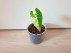 Baby alocasia Frydek variegata, rare kamerplantje, Overige soorten, Ophalen of Verzenden, In pot, Minder dan 100 cm