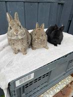 Kleurdwerg raszuiver, Dieren en Toebehoren, Konijnen, Mannelijk, Dwerg