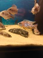 Malawi Cichliden multicolor te koop, Vis