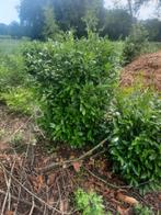 Laurier struiken circa 40 stuks, Tuin en Terras, Ophalen, Laurier, 100 tot 250 cm