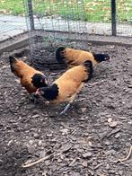 3 prachtige Vorwerk hennetjes kriel, Dieren en Toebehoren, Vrouwelijk, Kip