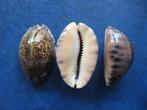 Schelpen: Cypraea arabicula Lamarck gem 18-26mm, Verzamelen, Mineralen en Fossielen, Verzenden, Schelp(en)