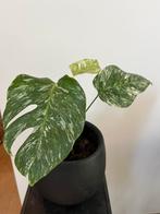 Monstera deliciosa variegata kamerplant, Ophalen, Overige soorten, Minder dan 100 cm