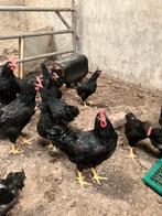 Hanen dubbelgezoomde barnevelder(groot) goud/zwart, Dieren en Toebehoren, Mannelijk, Kip