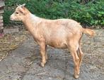 Jonge bok dwergeit, Dieren en Toebehoren, Schapen, Geiten en Varkens, Mannelijk, Geit