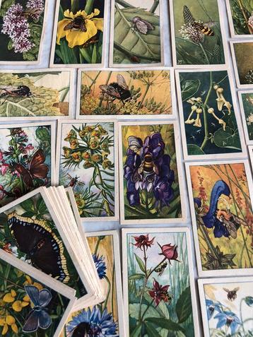 Verkade losse album plaatjes de bloemen en haar vrienden beschikbaar voor biedingen