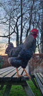 Prachtige Sussex haan, Dieren en Toebehoren, Pluimvee, Mannelijk, Kip