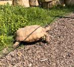 Iets inieks! Super tamme volwassen sulcata 40 kg schildpad️, Maart, Meerdere dieren