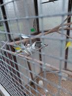 Jonge grasparkieten, Dieren en Toebehoren, Vogels | Parkieten en Papegaaien, Meerdere dieren, Parkiet