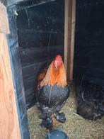 Brahma haan, Mannelijk, Kip