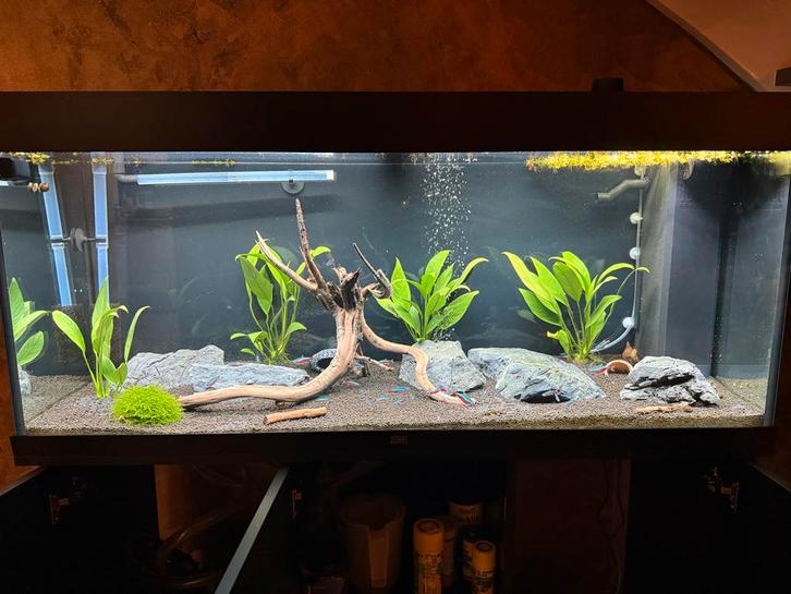 Juwel 240L, Dieren en Toebehoren, Vissen | Aquaria en Toebehoren, Zo goed als nieuw, Leeg aquarium, Ophalen