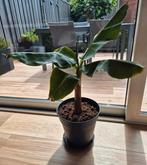Bananenplant inclusief pot, Ophalen, Overige soorten, Minder dan 100 cm