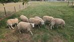 Swifter stamboek ooitjes, zwoegervrij, Dieren en Toebehoren, Schapen, Geiten en Varkens, Vrouwelijk, Schaap, 0 tot 2 jaar