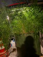 Grote groene kamerplant in pot sierasperge!, Ophalen, 100 tot 150 cm, Overige soorten, Halfschaduw