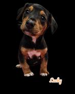 Lucky klein teefje  mag nu verhuizen teckel X, Dieren en Toebehoren, CDV (hondenziekte), 8 tot 15 weken, Korthaar, Dwerg