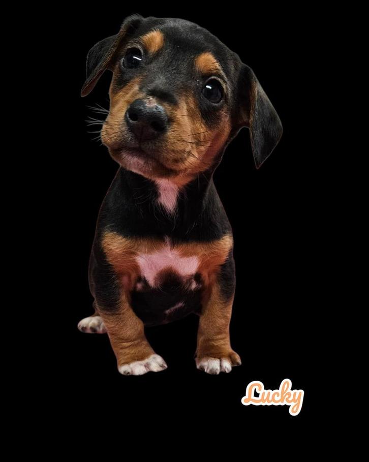 Lucky klein teefje  mag nu verhuizen teckel X, Dieren en Toebehoren, Honden | Teckels en Dashonden, Meerdere dieren, Korthaar