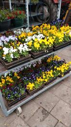 bloemenbakjes industriële , bakvormen bloemenbakjes, Gebruikt, Minder dan 60 cm, Rechthoekig, Ophalen of Verzenden