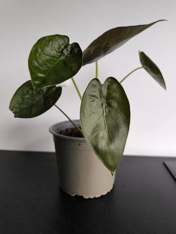 olifantsoor / Alocasia beschikbaar voor biedingen