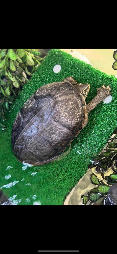 Muskusschildpad dame 5 jaar volwassen kleinblijvend soort