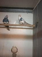 Diverse soorten vogels en aluminium voliere panelen, Dieren en Toebehoren, Vogels | Parkieten en Papegaaien, Meerdere dieren, Parkiet