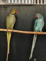 Halsbandparkiet Aqua groen man x Blauwe pop, Meerdere dieren, Parkiet, Geringd