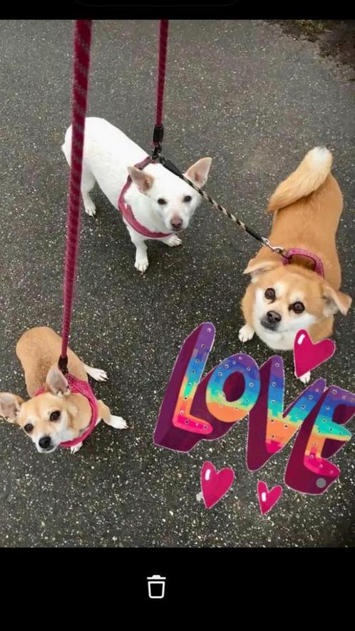 Hondenopvang de Goudenmand, Diensten en Vakmensen, Dieren | Honden | Verzorging, Oppas en Les, Particuliere oppas, Pension of Dagopvang