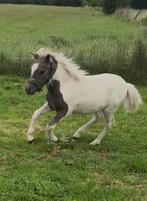 Mega knap en uniek Zilverappel bont minipaardje, Dieren en Toebehoren, Niet van toepassing, 0 tot 2 jaar, Hengst, A pony (tot 1.17m)