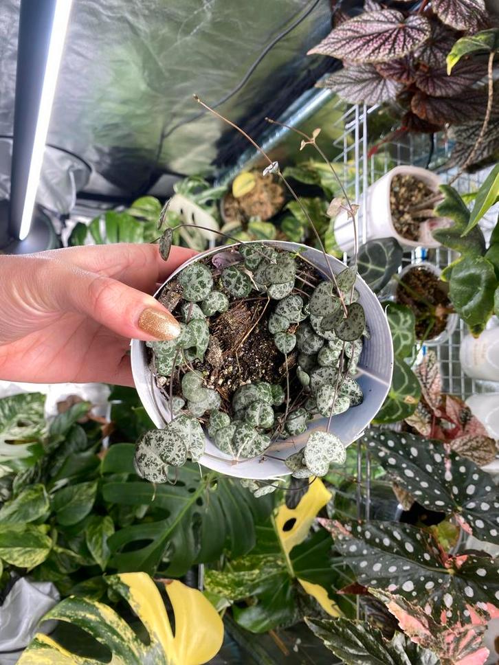 String of Hearts Variegata, Huis en Inrichting, Kamerplanten, Overige soorten, Ophalen of Verzenden