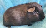 Koppels zwart- solid- zilver, choco, Dieren en Toebehoren, Knaagdieren, Oktober, Meerdere dieren, Cavia