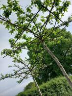 2 st Dakbomen liquidambar, In pot, Dakboom, Ophalen, 100 tot 250 cm