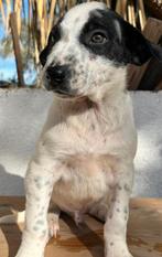 Deze lieverds zoeken allemaal een gouden mandje, Dieren en Toebehoren, Honden | Niet-rashonden, Particulier, Rabiës (hondsdolheid)