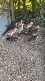 Mandarijneenden, Dieren en Toebehoren