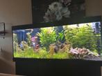 Juwel aquarium Rio 450 inclusief alle toebehoren, Ophalen, Zo goed als nieuw, Gevuld zoetwateraquarium