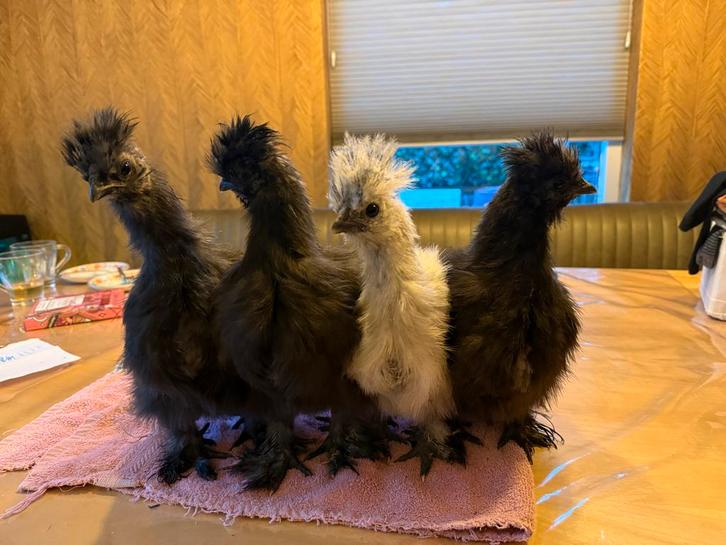 Gratis: Zijdehoen hanen kuikens 8 weken oud, Dieren en Toebehoren, Pluimvee, Kip, Mannelijk