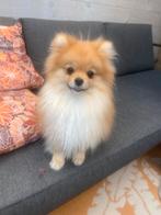 Mooie pomeriaan teefje van bijna 1 jaar, Dieren en Toebehoren, Particulier, Keeshond, 15 weken tot 1 jaar, Buitenland