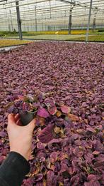 Ajuga Burgundy Glow - Kruipend zenegroen, Tuin en Terras, Planten | Tuinplanten, Ophalen of Verzenden, Vaste plant, Overige soorten