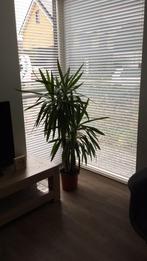 Kamerplant, Tuin en Terras, Planten | Tuinplanten, Ophalen, Vaste plant, Overige soorten, Halfschaduw