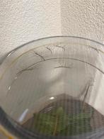 Wandelende takjes, Wandelende tak